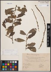 Foto von Salix cinerea L.